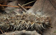 Entomophaga maimaiga