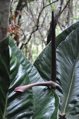 Anthurium lentii