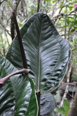 Anthurium lentii