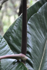 Anthurium lentii