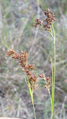 Image of Rhynchospora microcarpa by (c) Jay Horn, some rights reserved (CC BY)