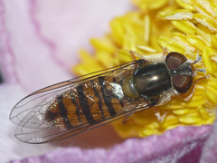 Episyrphus balteatus