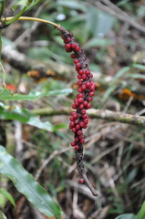 Anthurium interruptum