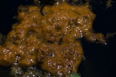 Gallionellaceae