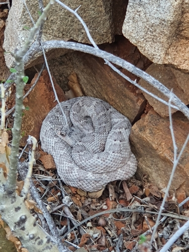 Photo of a Catalina Island Rattlesnake (Crotalus catalinensis)