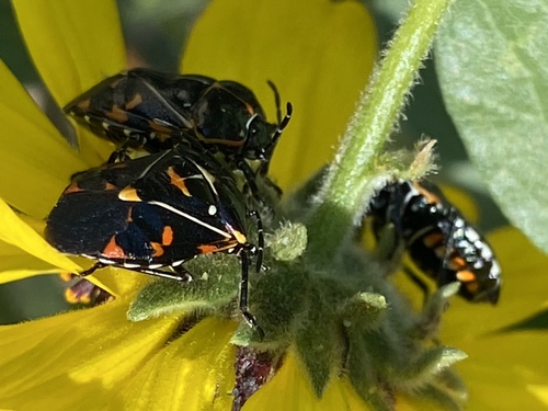 iNaturalist observation photo of Harlequin Bug
