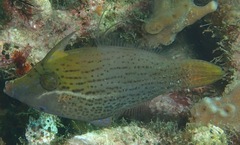Blacklined Filefish photo 1