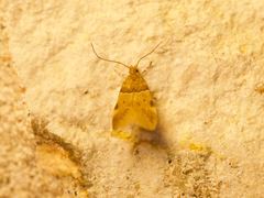 Theisoa constrictella