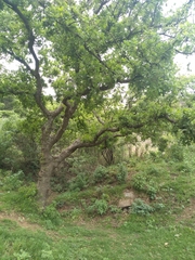 Quercus polymorpha