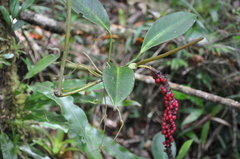 Anthurium interruptum
