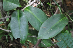Anthurium interruptum