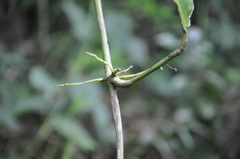 Anthurium interruptum