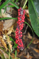 Anthurium interruptum