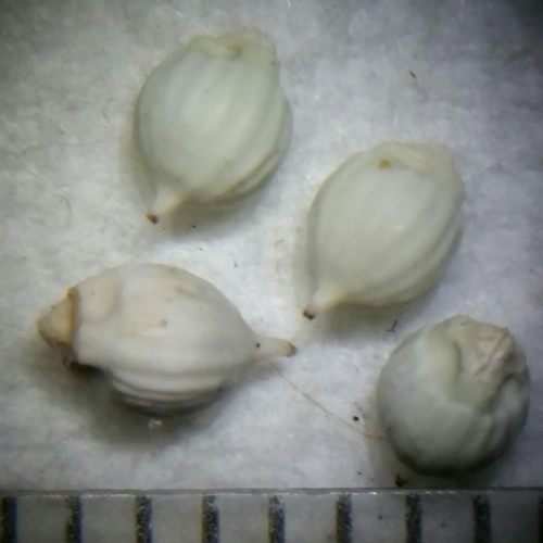 Image of Scleria baldwinii by (c) Jay Horn, some rights reserved (CC BY)