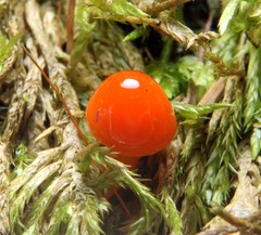 Hygrocybe subminiata