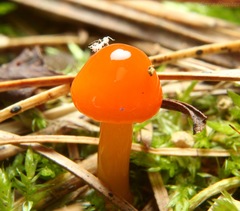 Hygrocybe subminiata