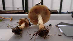 Pholiota lenta