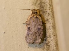 Agonopterix argillacea