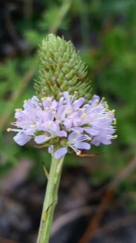 Image of Dalea carnea by (c) Jay Horn, some rights reserved (CC BY)