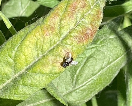 iNaturalist observation photo of Flies