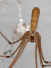Pholcus phalangioides