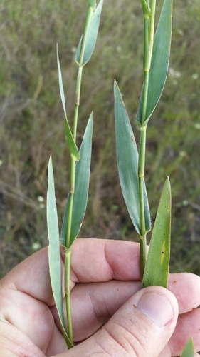 Image of Dichanthelium erectifolium by (c) Jay Horn, some rights reserved (CC BY)