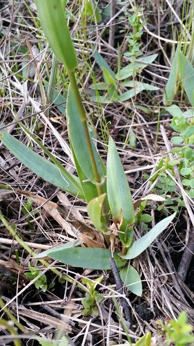 Image of Dichanthelium erectifolium by (c) Jay Horn, some rights reserved (CC BY)