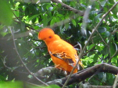 Rupicola rupicola