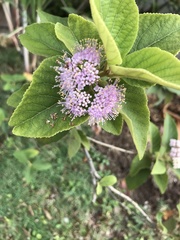 Callicarpa tomentosa