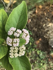 Callicarpa tomentosa