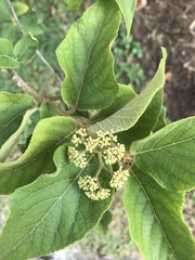 Callicarpa tomentosa