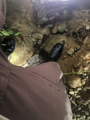 Erythrolamprus pygmaeus