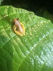 Dendropsophus brevifrons
