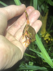 Dendropsophus sarayacuensis