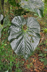Anthurium formosum