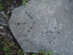Meleagris gallopavo