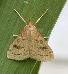Udea profundalis