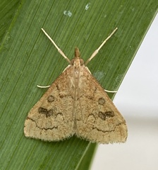 Udea profundalis