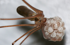Pholcus phalangioides