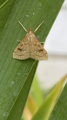 Udea profundalis