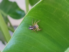 Salticidae