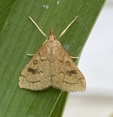 Udea profundalis