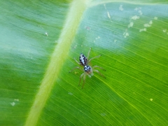 Salticidae