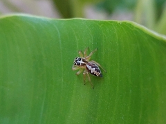 Salticidae