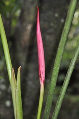 Anthurium formosum