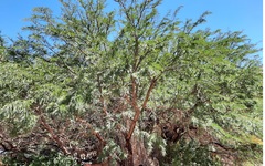 Prosopis alba alba