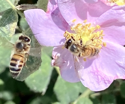 iNaturalist observation photo of Western Honey Bee