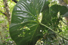 Anthurium formosum