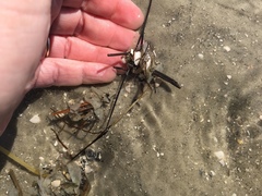Diopatra cuprea