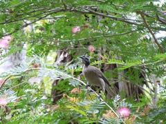 Philemon buceroides